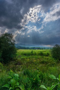 Güneş ışınları yeşil çayır üzerinde