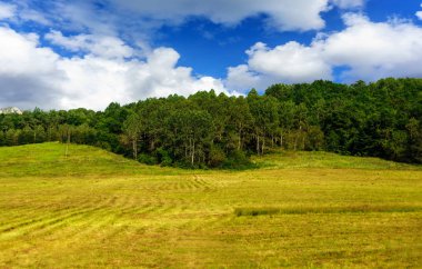 Orman yeşil bir tepede