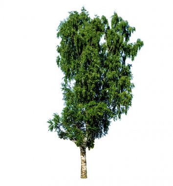 Huş ağacı üzerinde beyaz izole