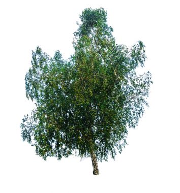 Huş ağacı üzerinde beyaz izole