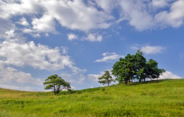 ağaçlar yeşil bir tepede