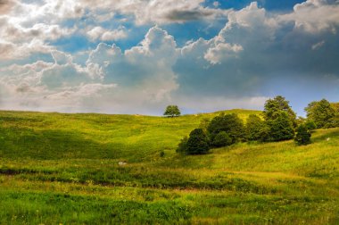 Yeşil çim hill ve bir ağaç