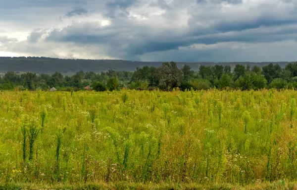 Manzara - yüksek yeşil çim ve bulutlu gökyüzü