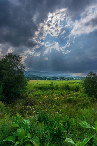 Güneş ışınları yeşil çayır üzerinde