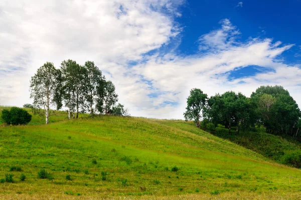Yeşil bir tepede büyüyen ağaç