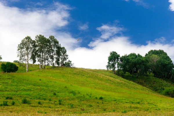 Yeşil bir tepede büyüyen ağaç