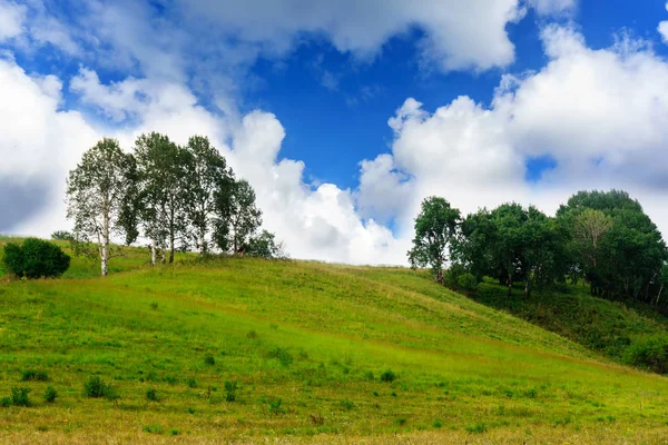 Betulle che crescono su una collina verde — Foto Stock