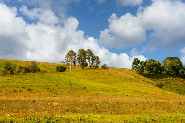 Yeşil bir tepede büyüyen ağaç