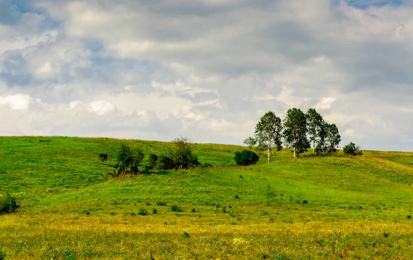 Yeşil bir tepede büyüyen ağaç