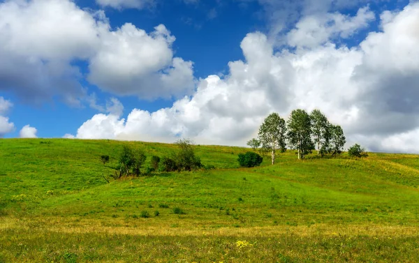 Yeşil bir tepede büyüyen ağaç