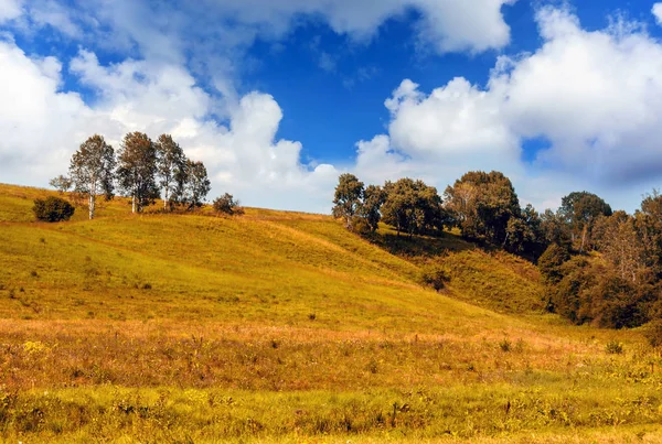 Yeşil bir tepede büyüyen ağaç