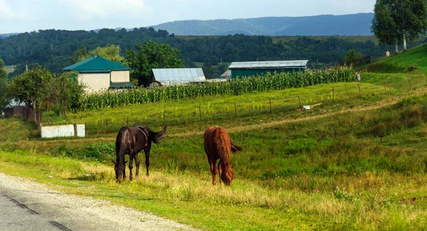 Rural life: horses grazing