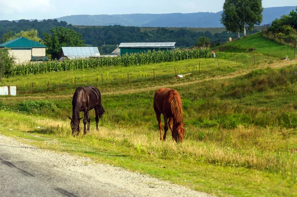 Rural life: horses grazing