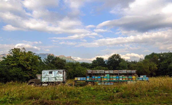 Ruches d'abeilles dans la forêt — Photo