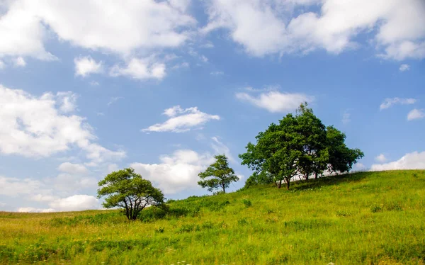 Árboles en una colina verde — Foto de Stock