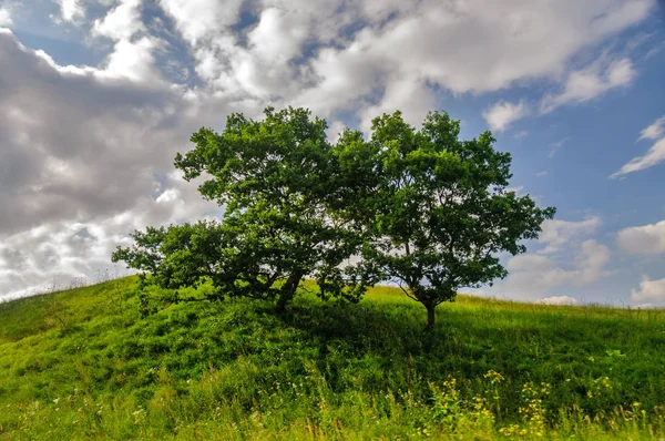 Yeşil bir tepede tek ağaç