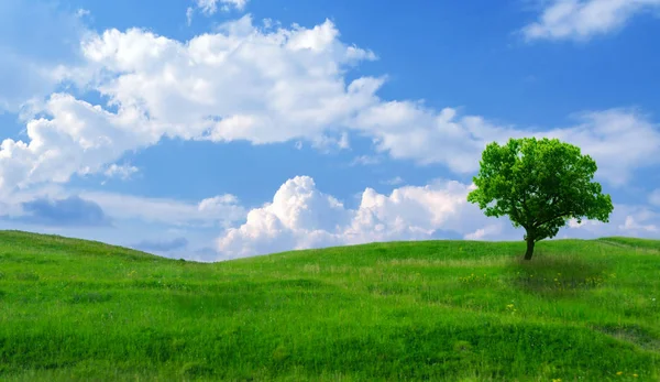 Yeşil çim hill ve bir ağaç