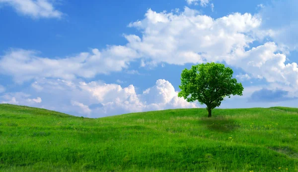 Yeşil çim hill ve bir ağaç