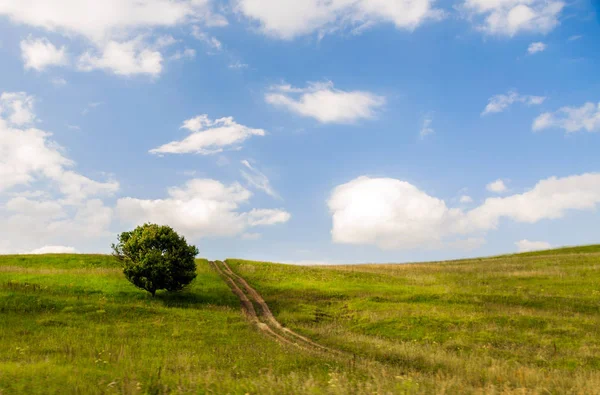 Árbol único en una colina verde — Foto de Stock