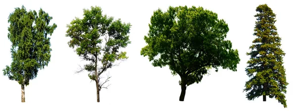 Four Tree set — Stock Photo, Image