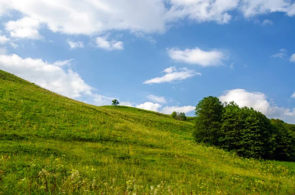 Césped verde colina y árboles — Foto de Stock