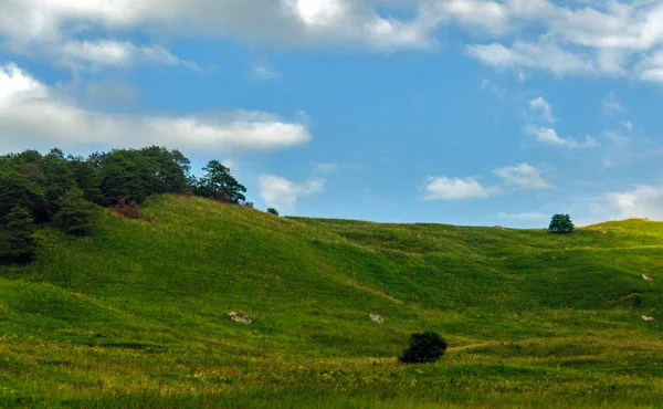Yeşil çim hill ve ağaçlar