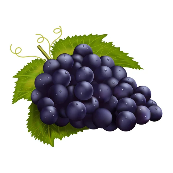 Realistic dark grapes. Vector illustration — 스톡 벡터