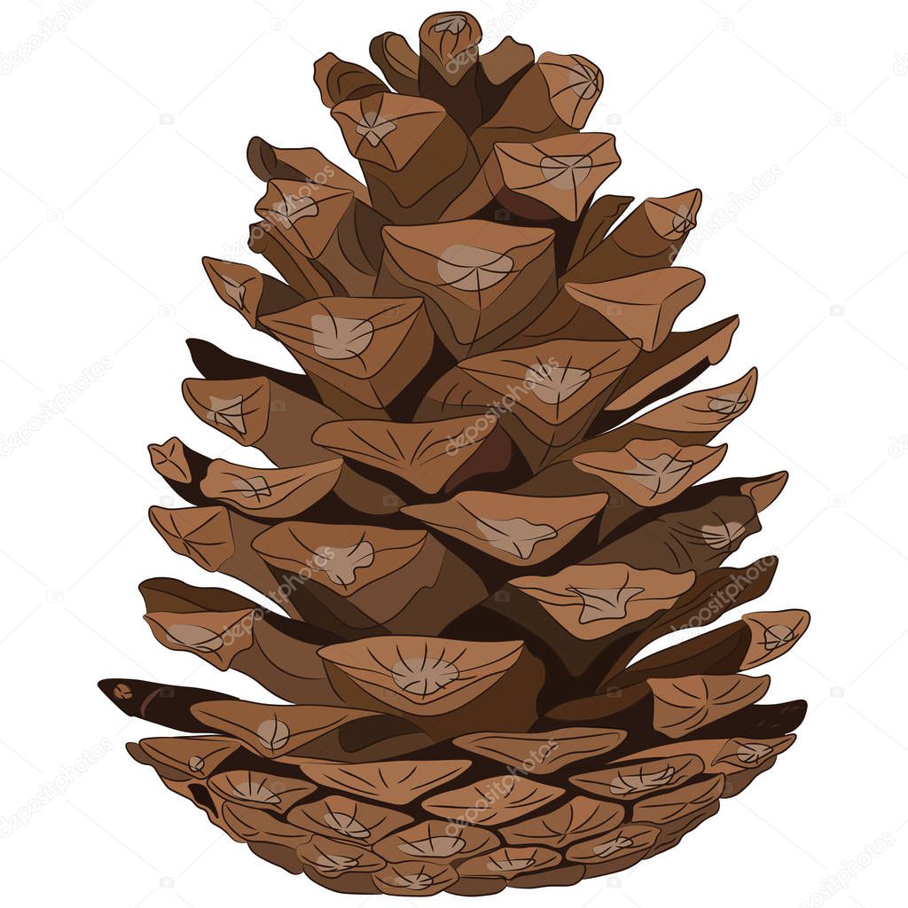 Fir cone isolated on white background