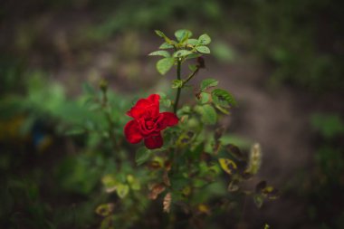 Bahçedeki gül çalısı