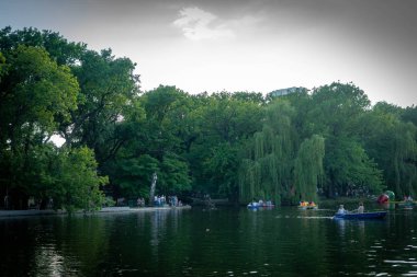 Şehir parkındaki söğüt ormanı