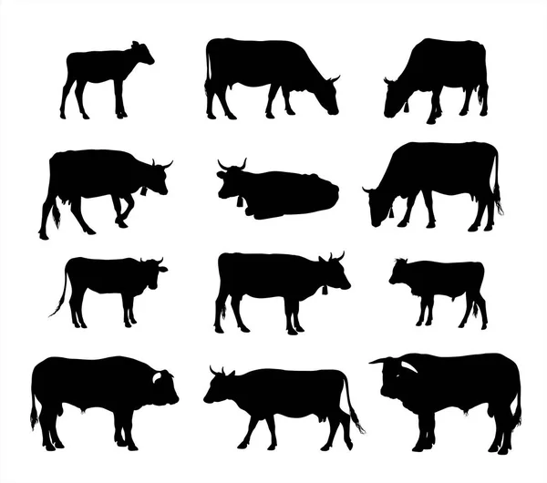 Kuhsilhouette - grafische Vektorsilhouetten von Kühen, Stieren und Kälbern — Stockvektor