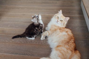 İki kedi üzerinde ahşap floore oturuyor. Küçük bir seyir 