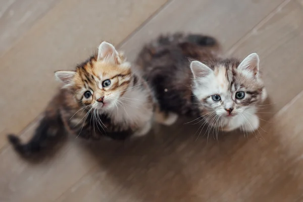 Dos pequeños gatos están sentados uno cerca del otro y mirando hacia arriba o — Foto de Stock