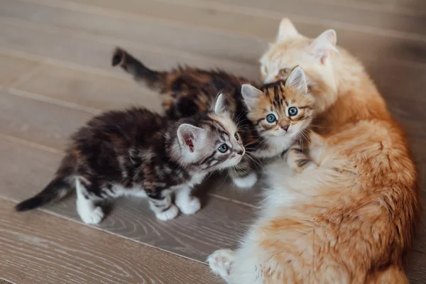 Två små katter sitter nära sin mamma katt. Hus bac — Stockfoto