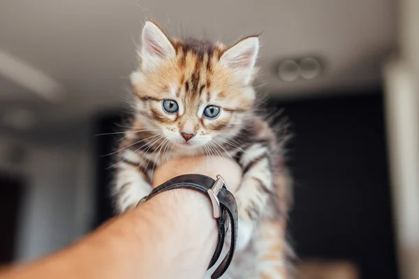 Die kleine Katze hält sich an der Hand eines Mannes. Hintergrund Heimat — Stockfoto