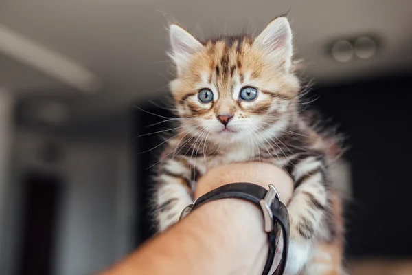 Küçük kedi bir adamın elini tutuyor. Ev arkaplanı — Stok fotoğraf