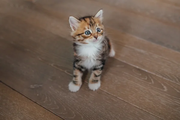 Photo taken from the top. Little cat is sitting and looking up. — Stock Photo, Image