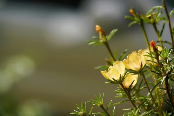 Fleurs jaunes en été — Photo