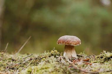 Porcini mantar Güz