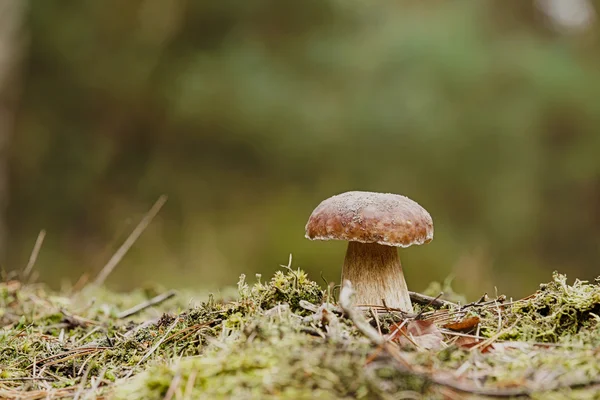가 porcini 버섯 — 스톡 사진