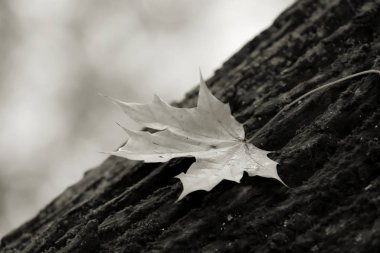 bir ağaç gövdesinde sonbahar yaprakları 