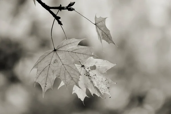 Leaves on a maple — Stock Photo, Image