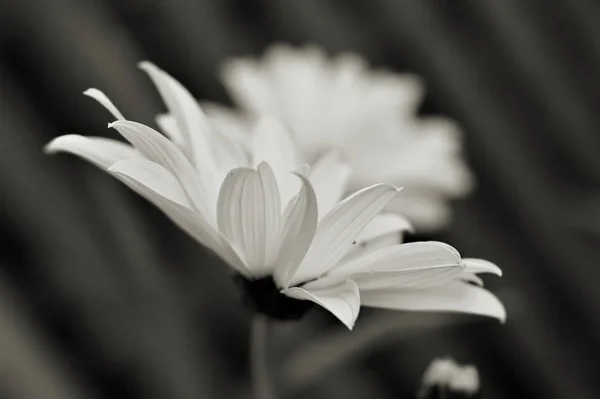 Flower in the garden — Stock Photo, Image