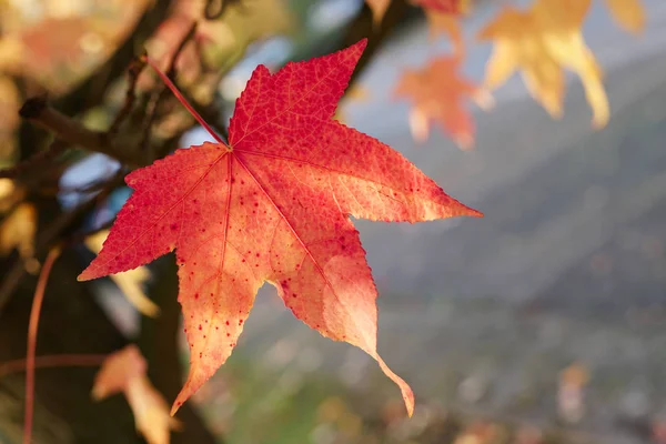 Maple leaf in autumn — Stock Photo, Image