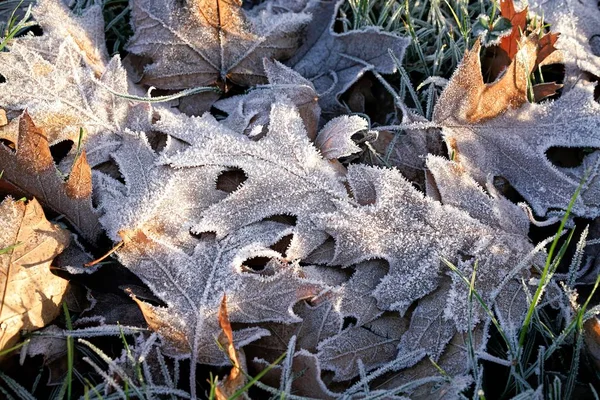 Meadow in winter — Stock Photo, Image