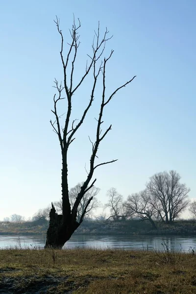 Árbol muerto en un río —  Fotos de Stock