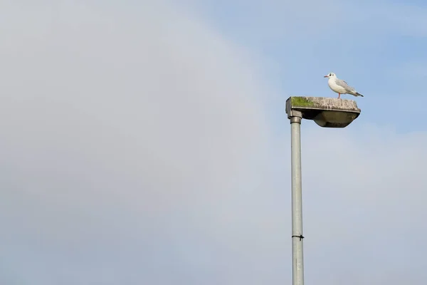 Seagull på en lykta — Stockfoto