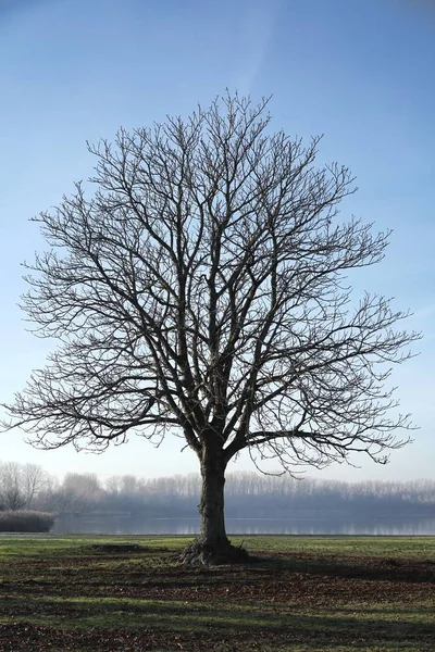 Enda kastanjen — Stockfoto