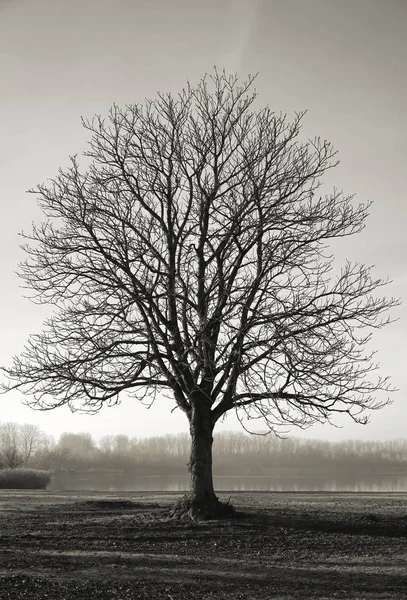 Single chestnut tree — Stock Photo, Image