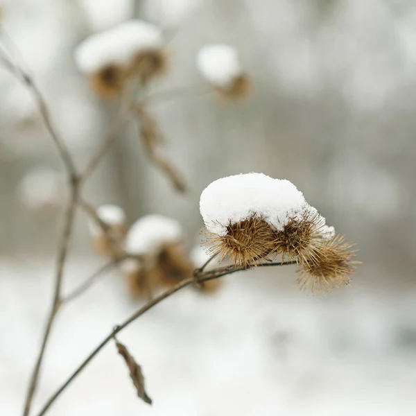 Burdock with snow — Stock Photo, Image